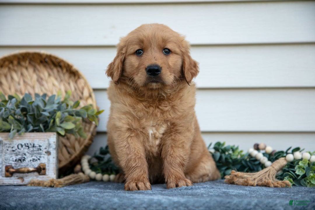 Golden Retriever dogs for sale: Mason - Image 2