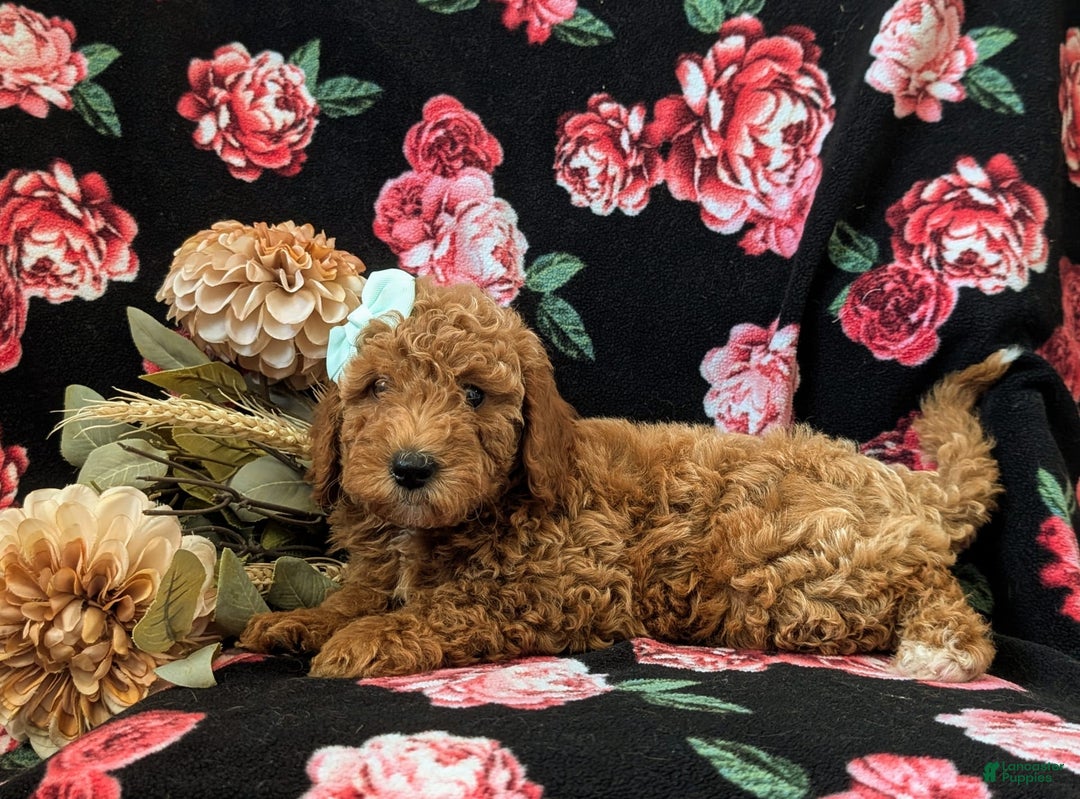 Mini Goldendoodle dogs for sale: Juliana Genetic Testing - Image 3