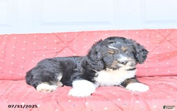 Miniature Bernese Mountain Dog dogs for sale: Mason - Image 4