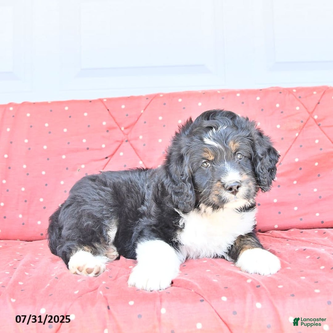 Miniature Bernese Mountain Dog dogs for sale: Mason - Image 4