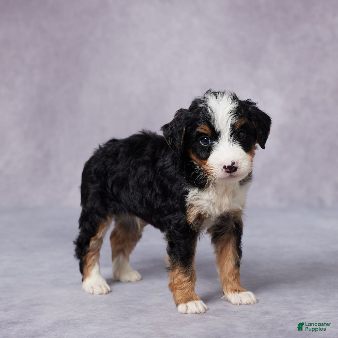 Mini Bernedoodle dogs for sale: Andy - Image 4