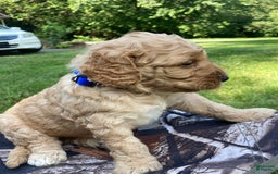 Labradoodle dogs for sale: Rusty - Image 9