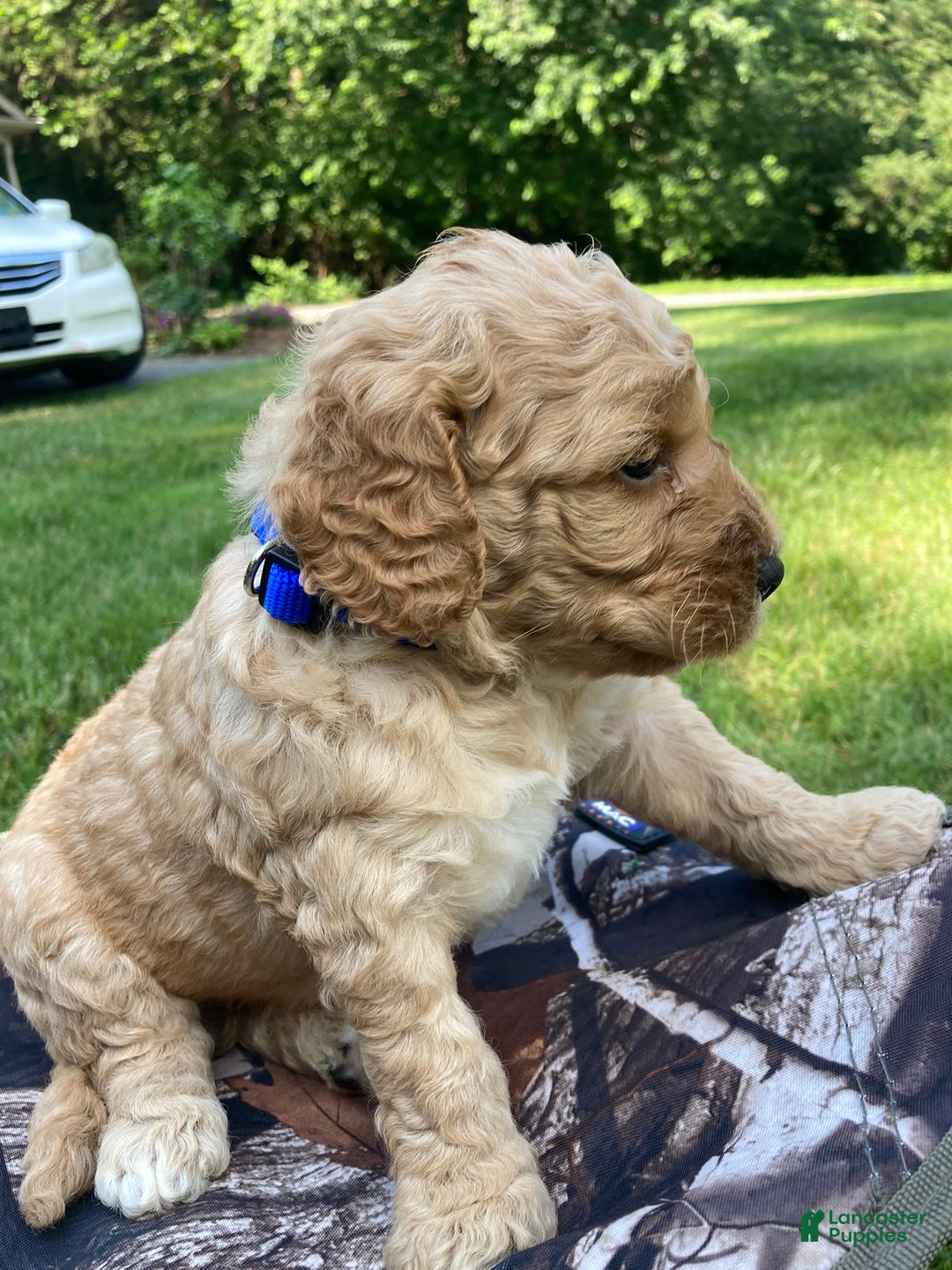 Labradoodle dogs for sale: Rusty - Image 9