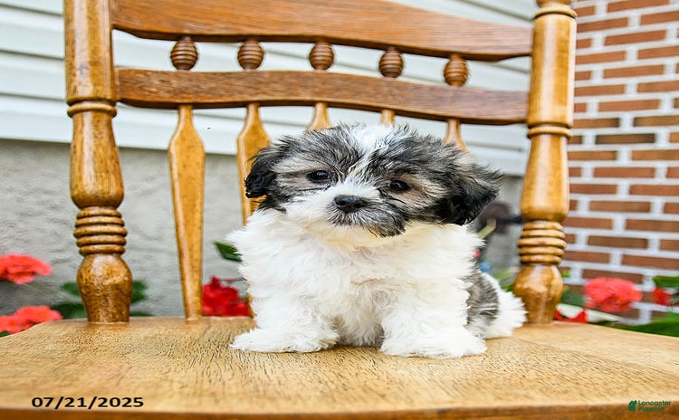 Teddy Bear dogs for sale - Ad 1