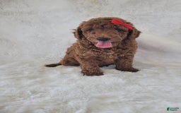Mini Goldendoodle dogs for sale: Poppy - Image 1