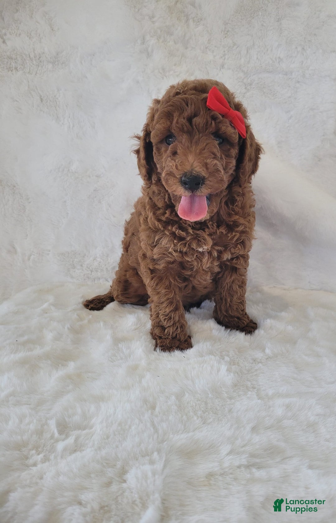 Mini Goldendoodle dogs for sale: Poppy - Image 1
