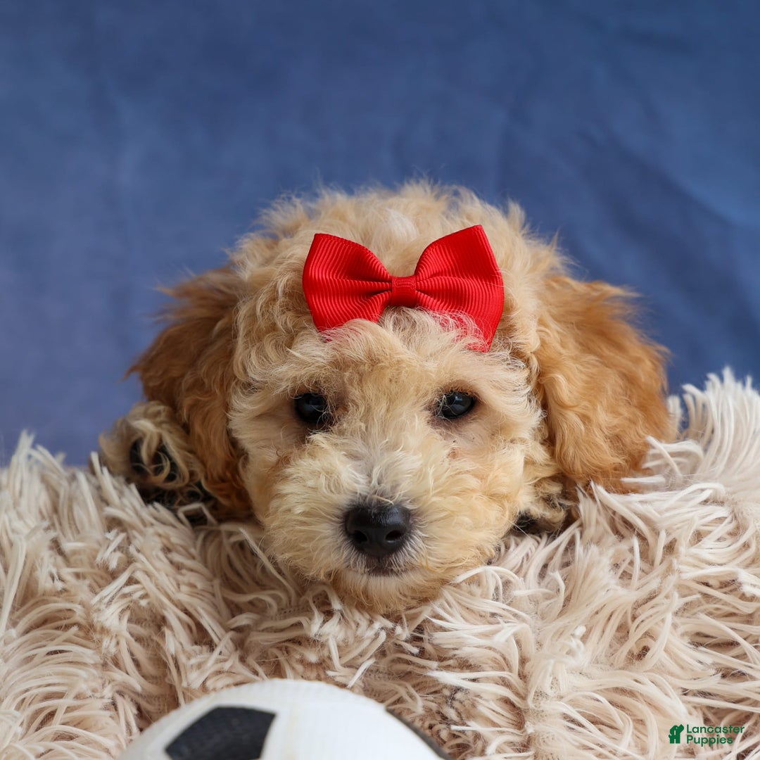 Bichpoo dogs for sale: Tyson - Image 12