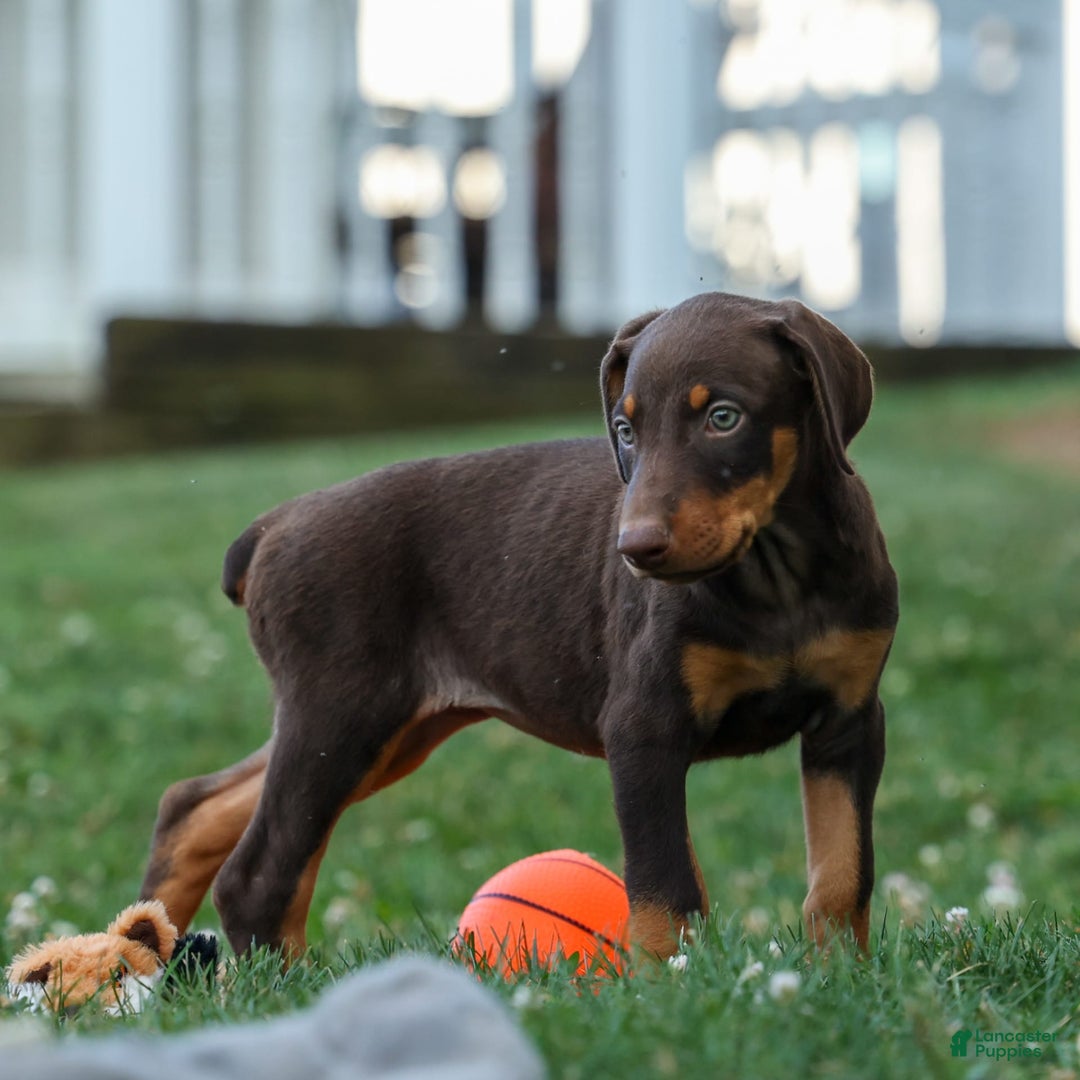 Doberman Pinscher dogs for sale: Dakota - Image 17