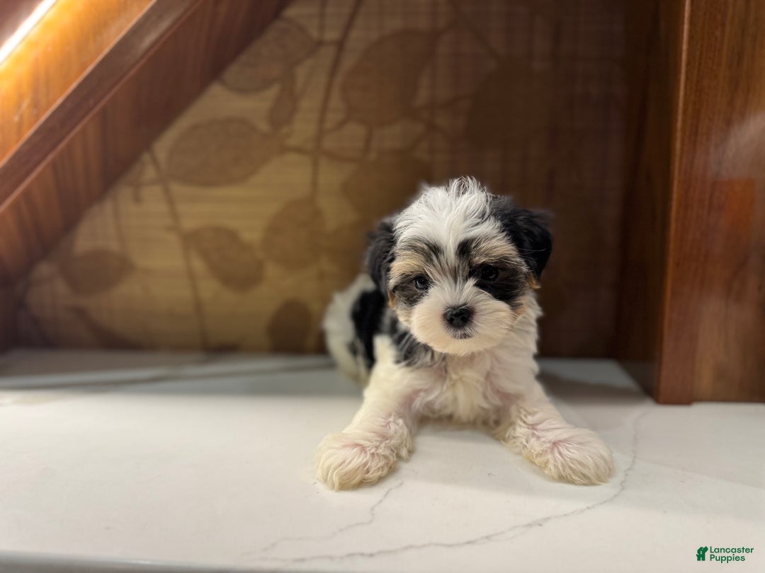 Morkie dogs for sale: Dennis - Image 2