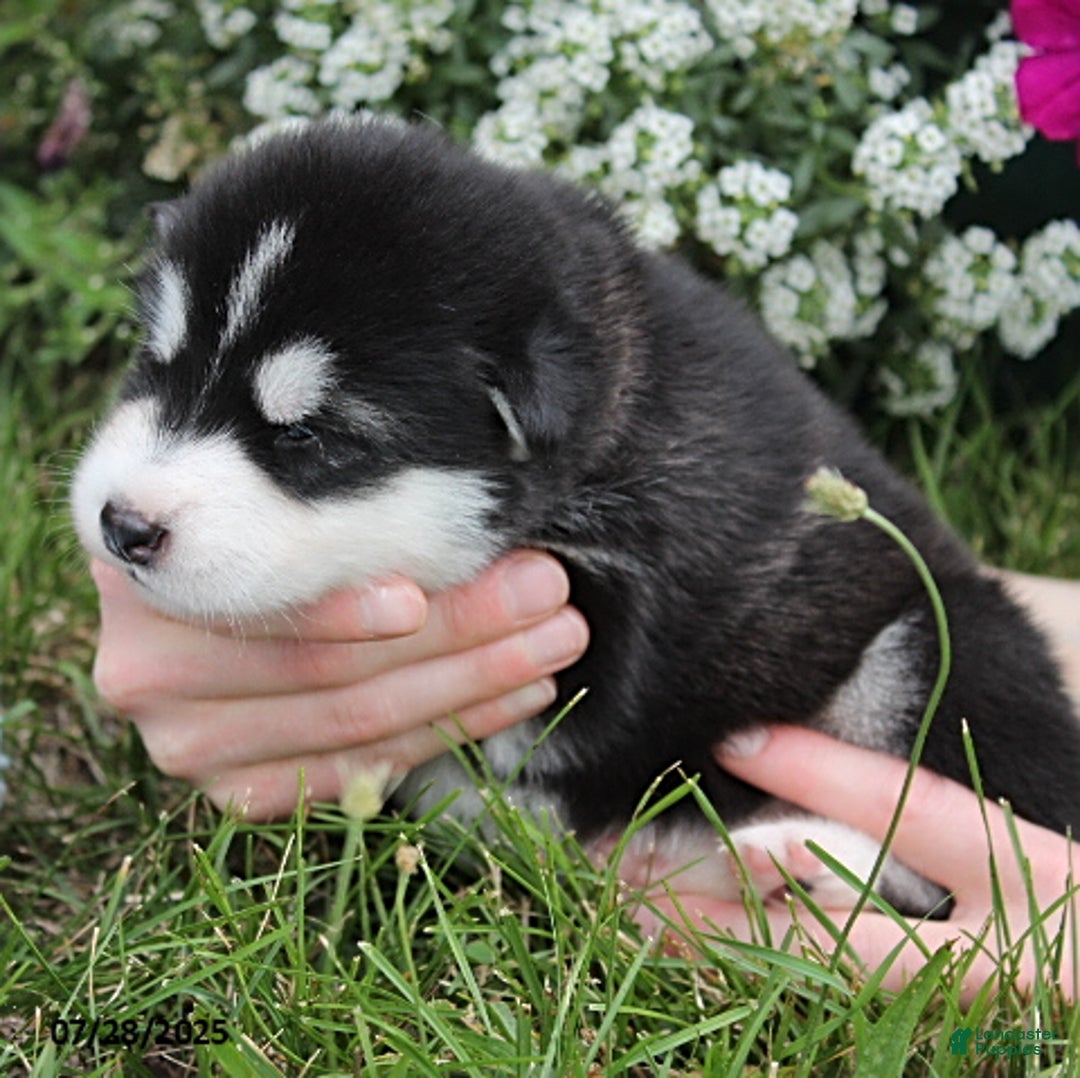 Alaskan Malamute dogs for sale: Ranger - Image 2