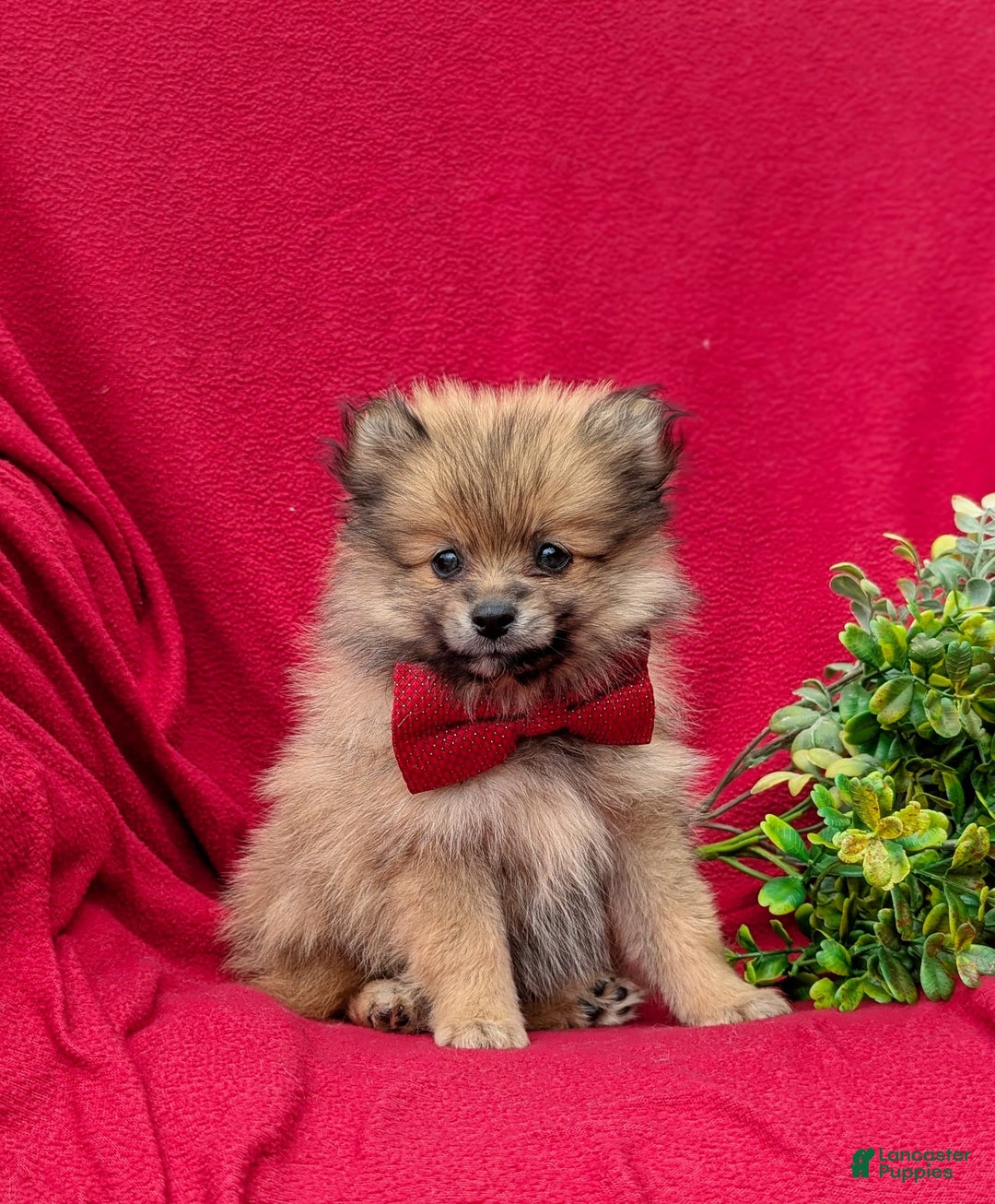 Pomeranian dogs for sale: Killian Genetic Testing - Image 1