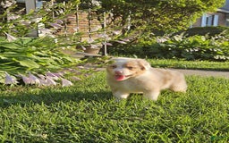 Australian Shepherd dogs for sale: Mr Teddy Bear - Image 4