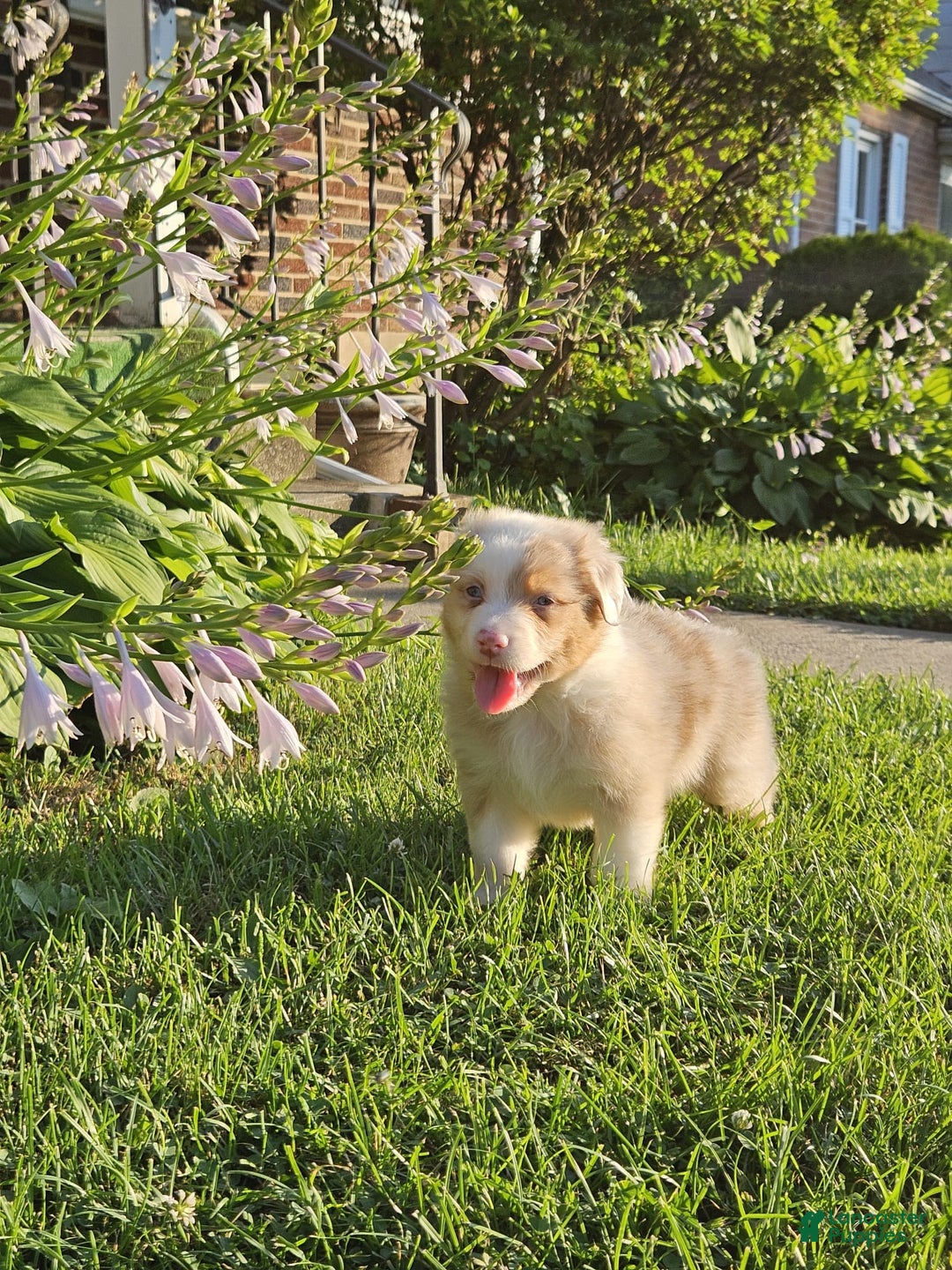 Australian Shepherd dogs for sale: Mr Teddy Bear - Image 4