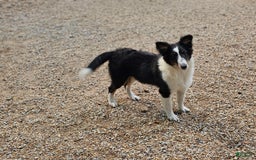 Shetland Sheepdog dogs for sale: Reese - Image 5