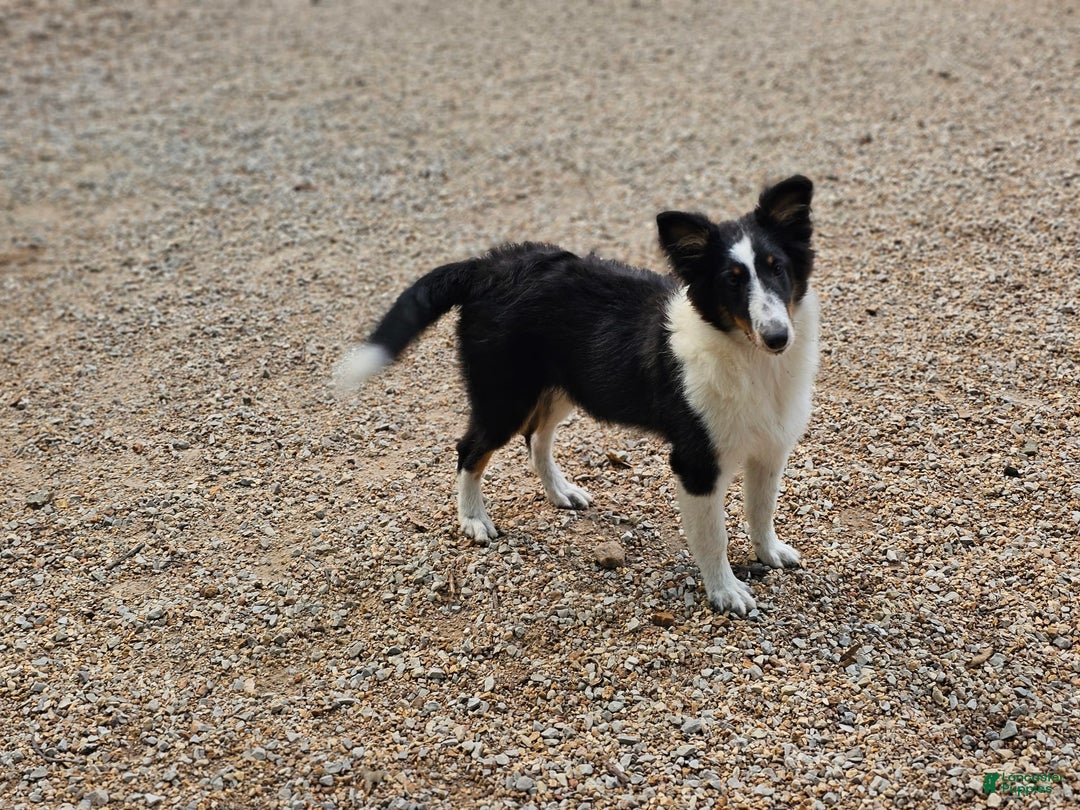 Shetland Sheepdog dogs for sale: Reese - Image 5