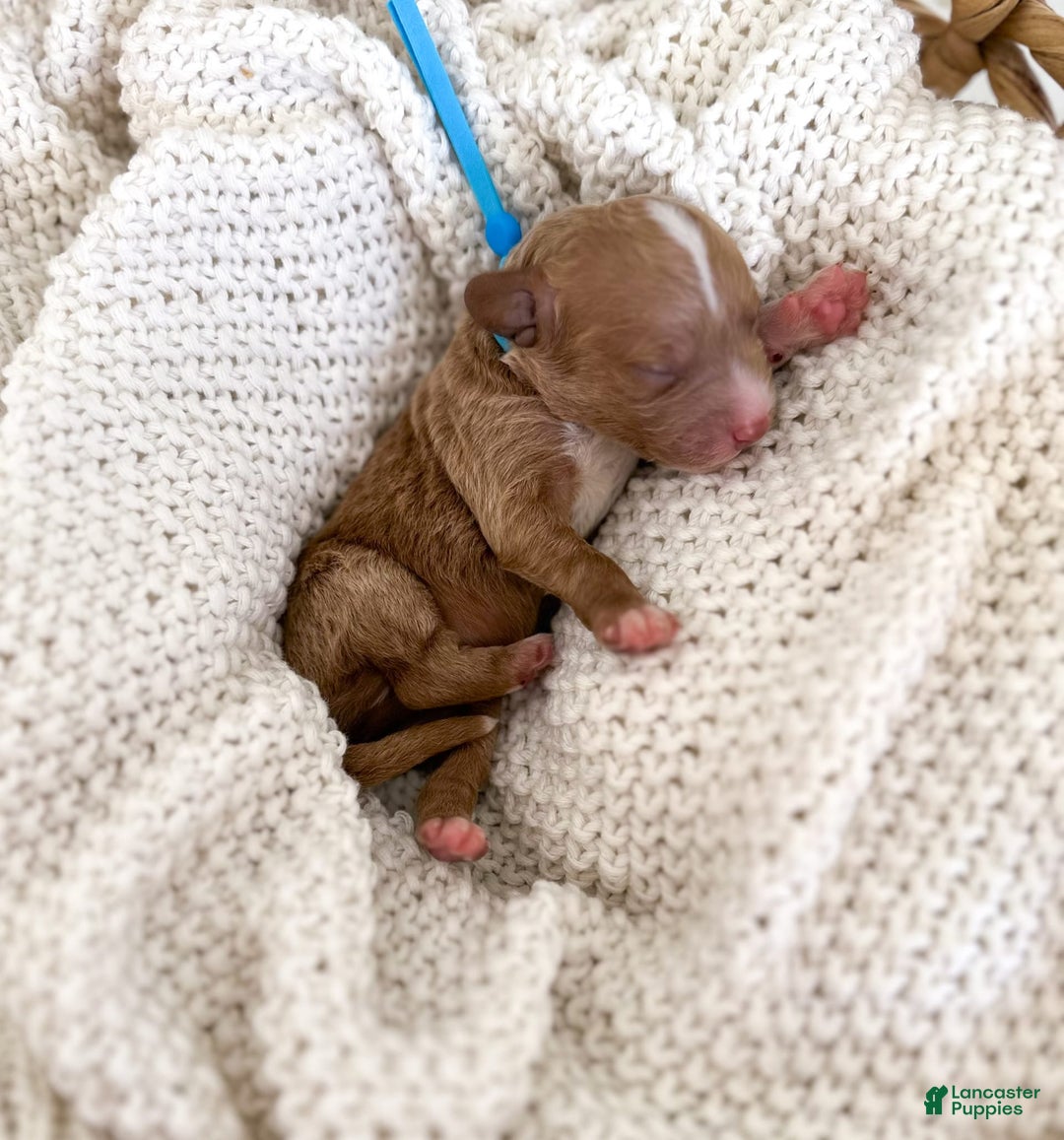 Mini Goldendoodle dogs for sale: Reef - Image 8