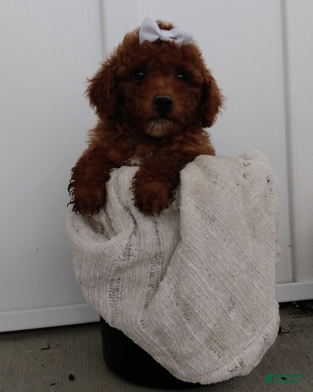 Miniature Poodle dogs for sale: Tilly - Image 2