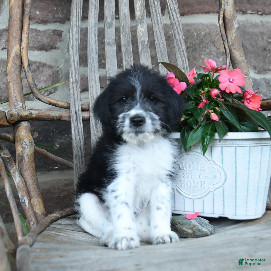 German Shorthaired Pointer dogs for sale: Arcon - Image 1