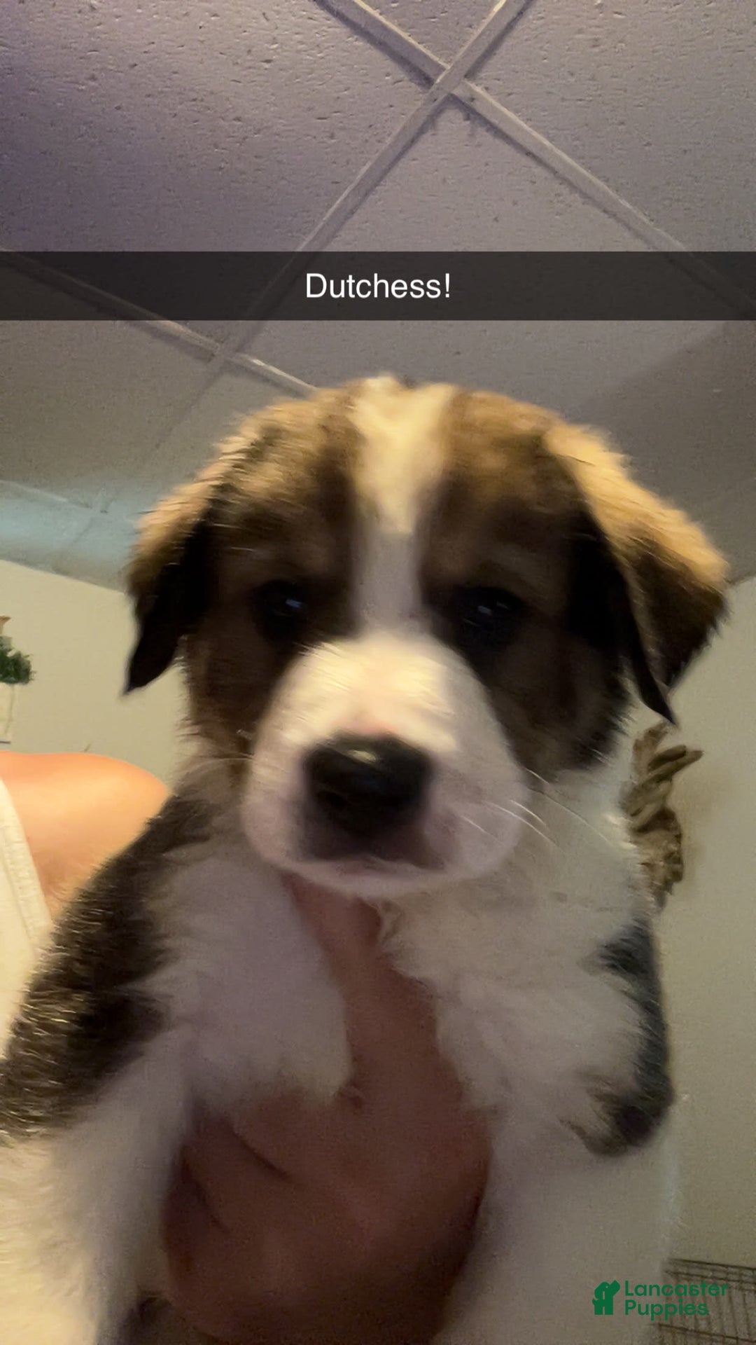 Great Pyrenees dogs for sale: Grizzly - Image 2