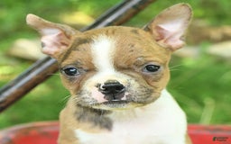 Boston Terrier dogs for sale: Nikki - Image 8