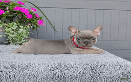 Frenchton dogs for sale: Stewie - Image 1