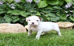 Boxer dogs for sale: Domino - Image 1