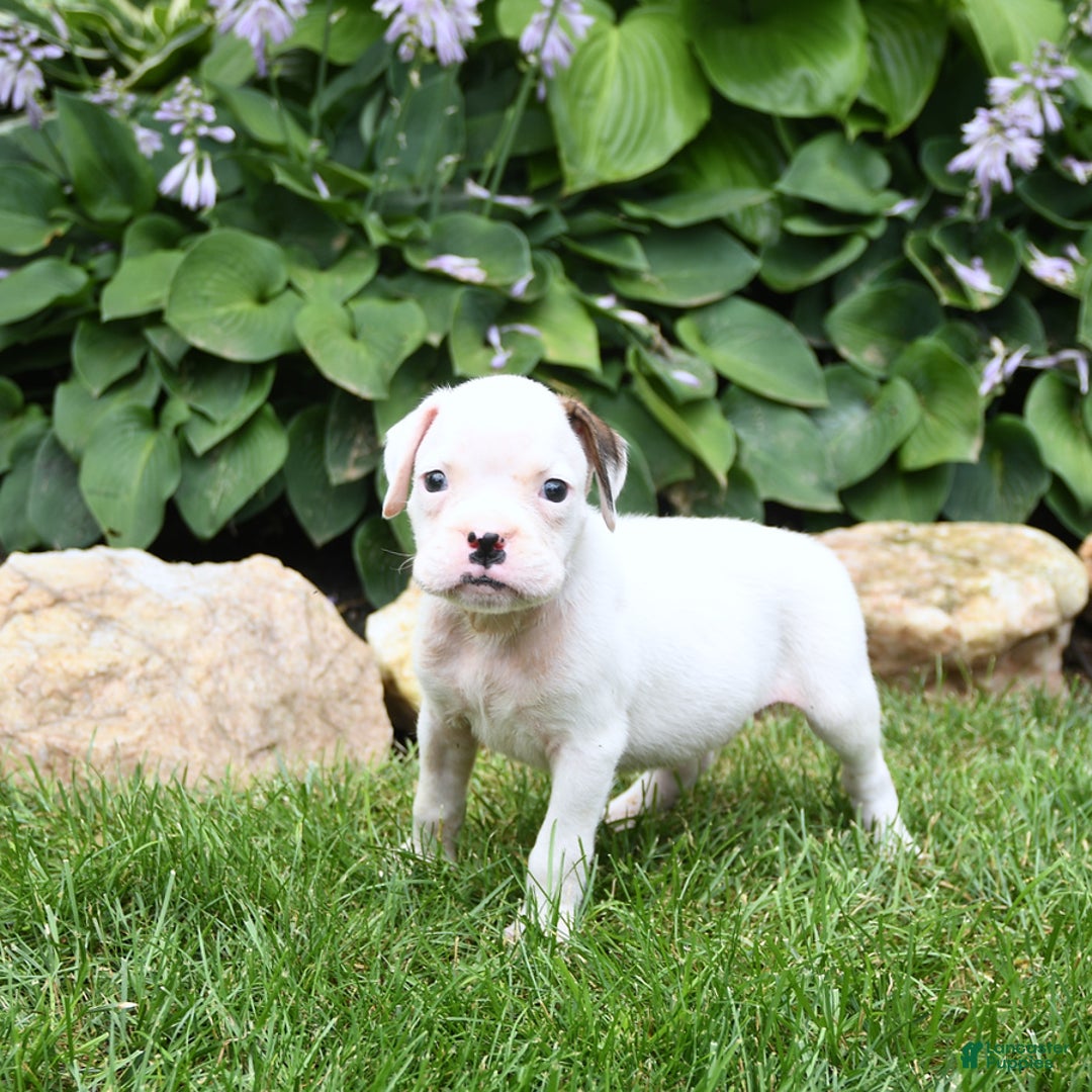 Boxer dogs for sale: Domino - Image 1