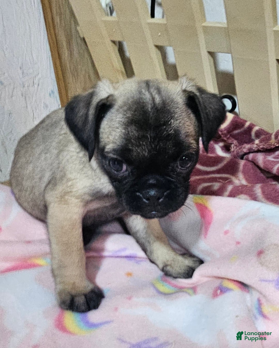 Pug dogs for sale: Shilo - Image 5