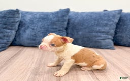 Boston Terrier dogs for sale: Austin - Image 2