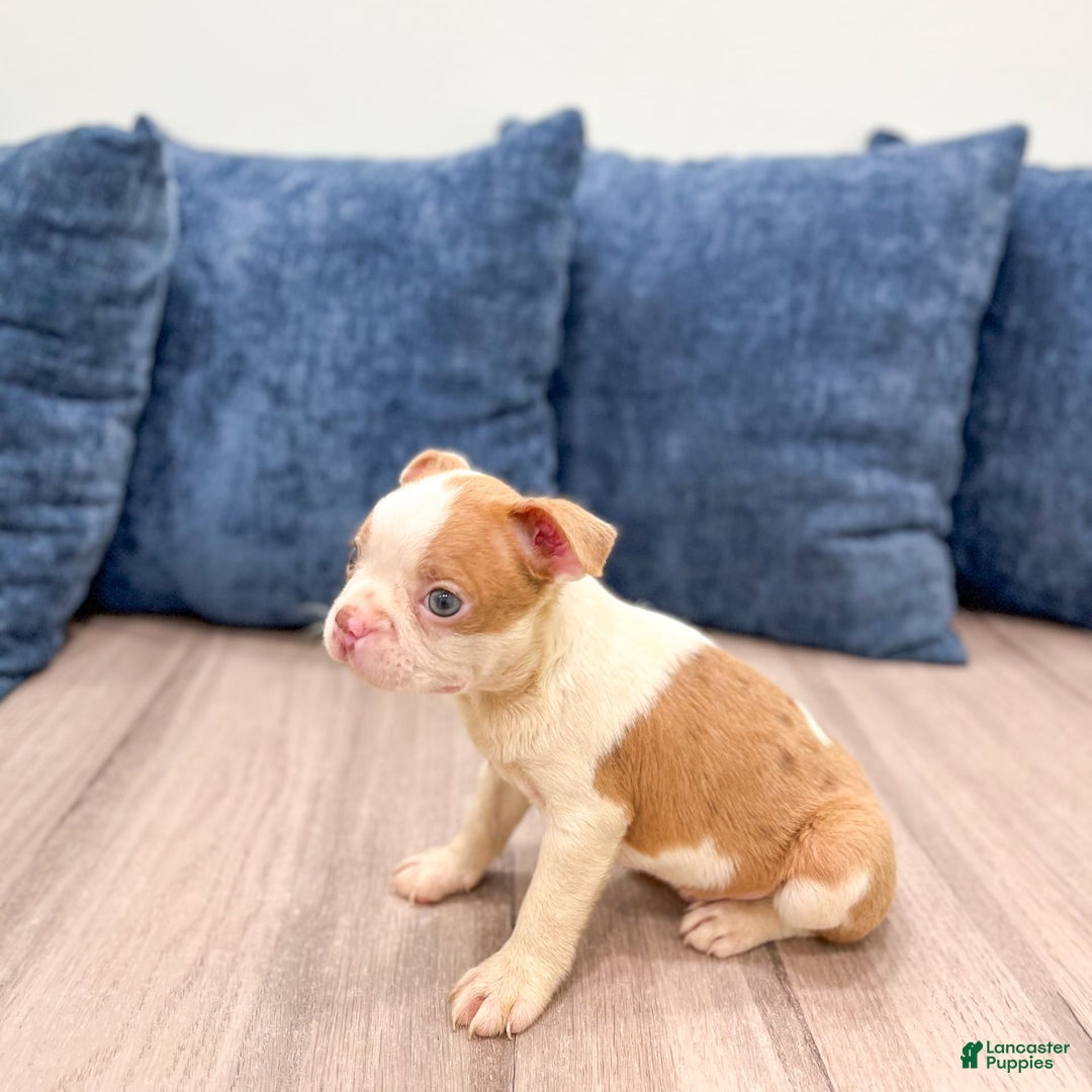Boston Terrier dogs for sale: Austin - Image 2