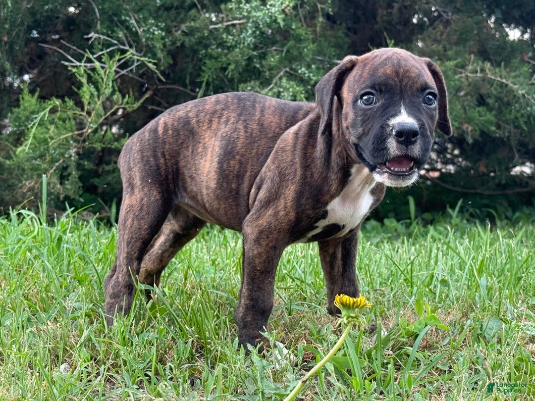 Boxer dogs for sale: Glitchen - Image 3