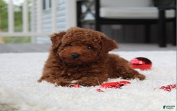 Toy Poodle dogs for sale: Elri - Image 11