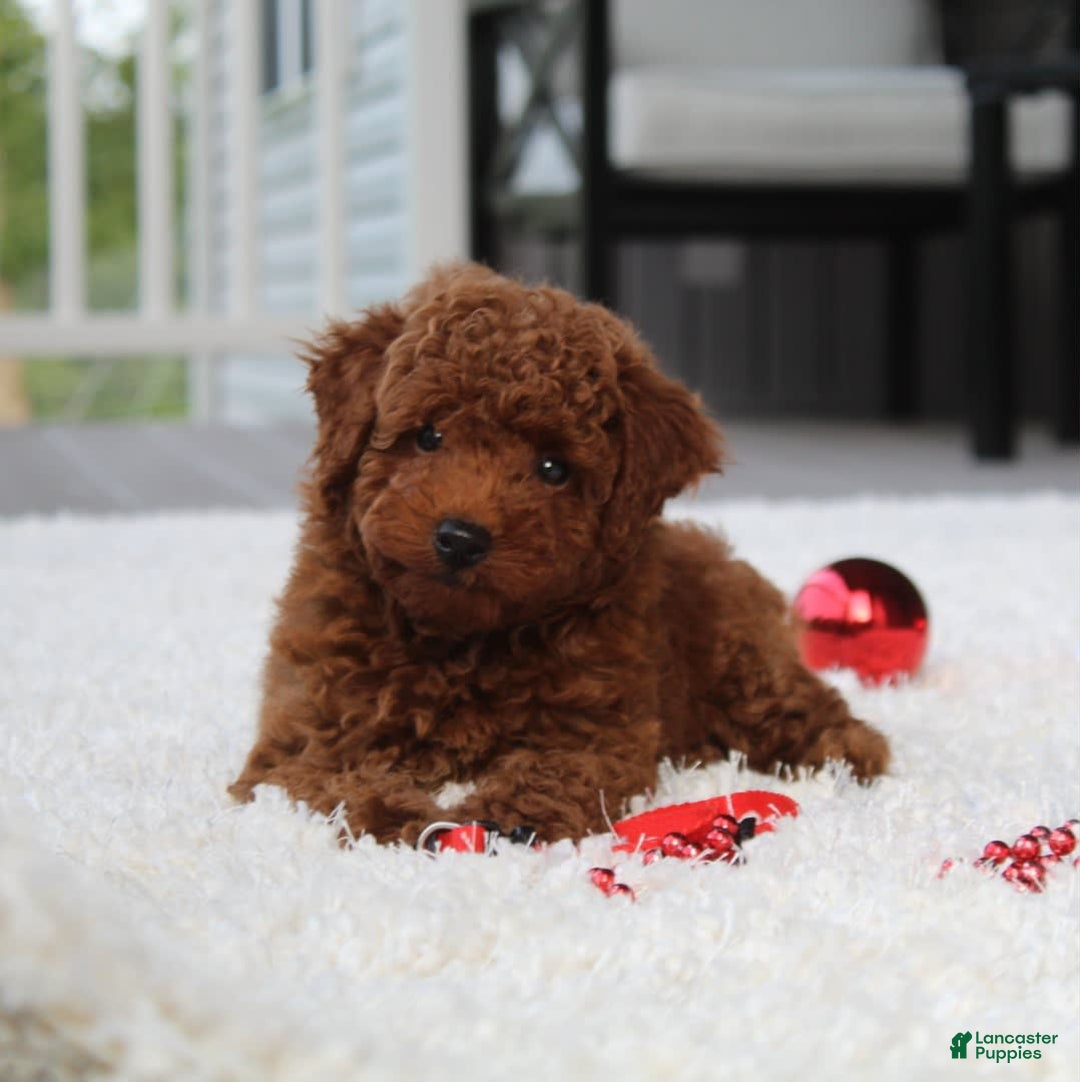 Toy Poodle dogs for sale: Elri - Image 11