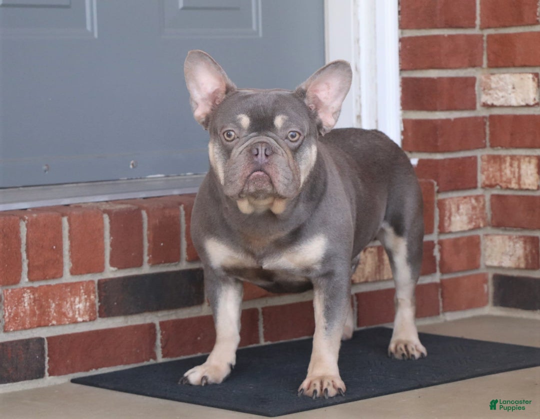Frenchton dogs for sale: Nancy - Image 8