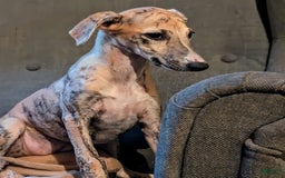 Whippet dogs for sale: Millie - Image 6