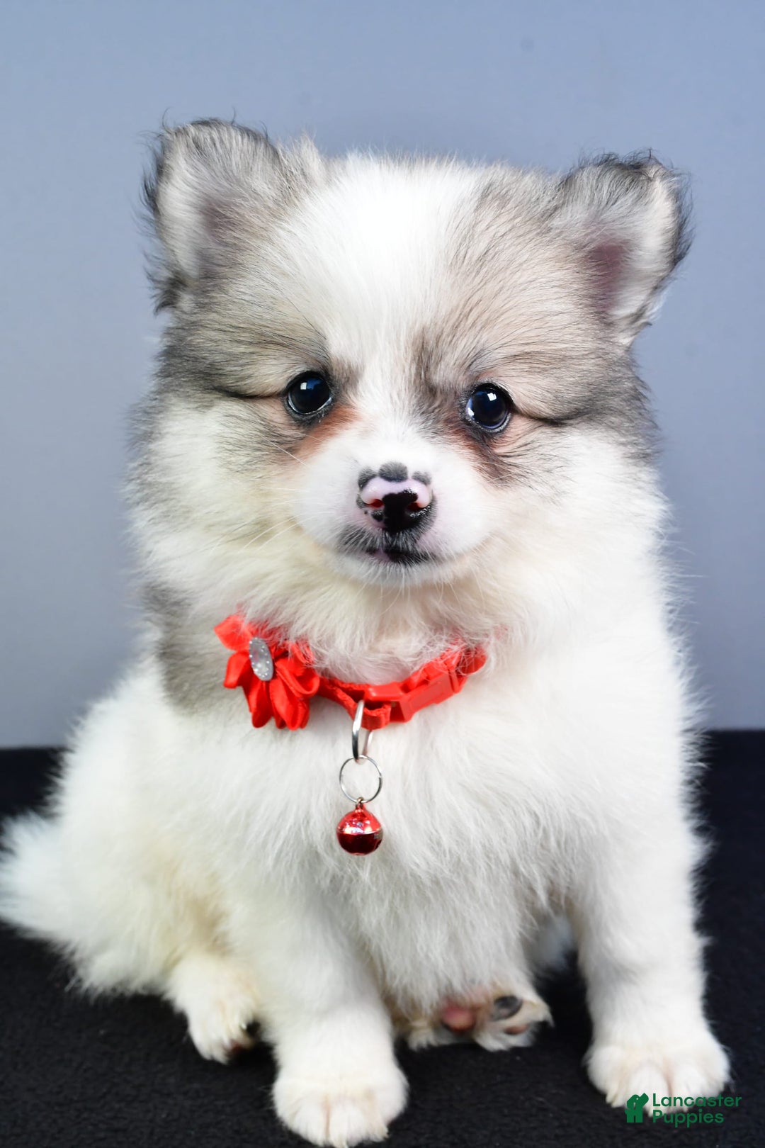 Pomeranian dogs for sale: Sophie - Image 6