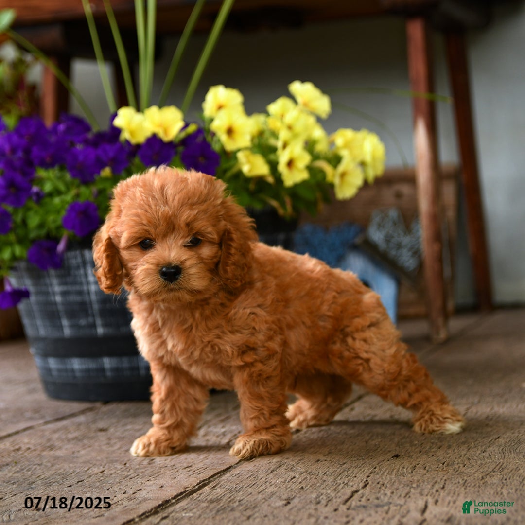 Cockapoo dogs for sale: Cockapoo 9 puppies - Image 6