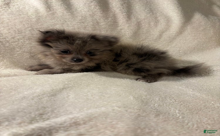 Pomeranian dogs for sale - Ad 1