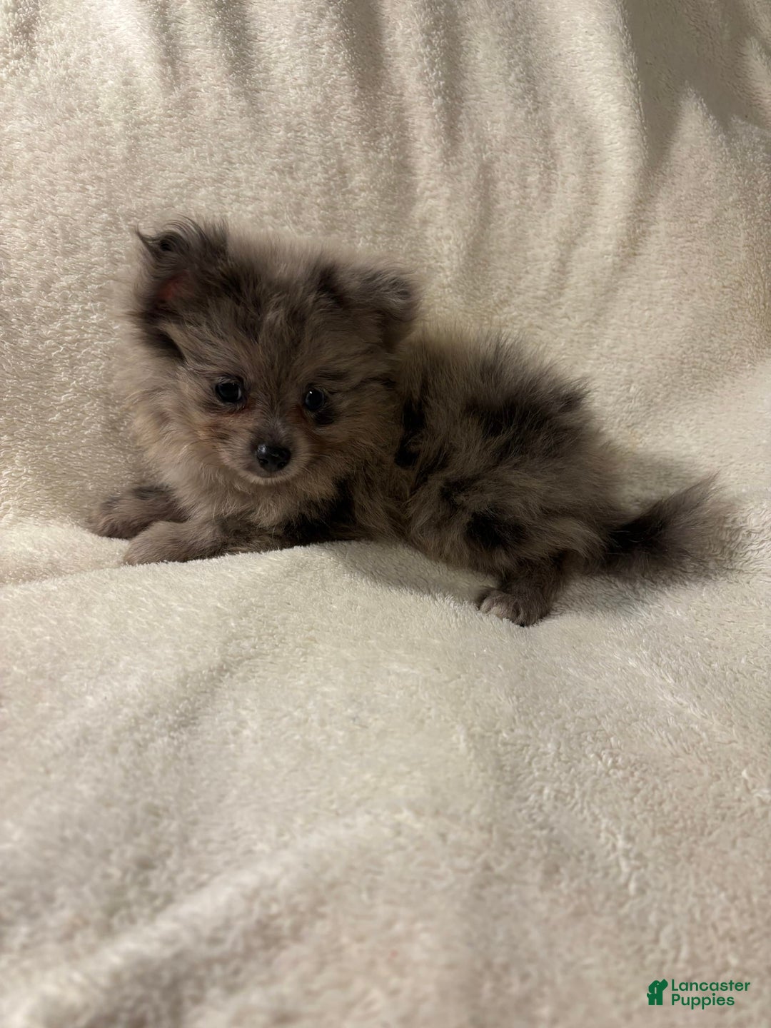 Pomeranian dogs for sale: Pomeranian 2 puppies - Image 1