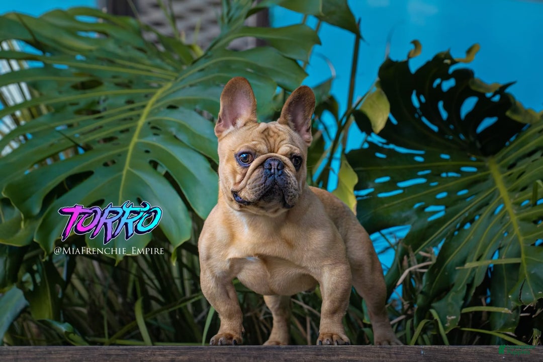 French Bulldog dogs for sale: Max - Image 4
