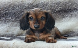 Miniature Dachshund dogs for sale: Trenton - Image 10