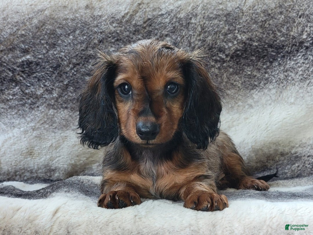Miniature Dachshund dogs for sale: Trenton - Image 10