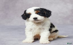 Cavapoo dogs for sale: Hugo - Image 7