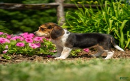 Beagle dogs for sale: Eclair - Image 10
