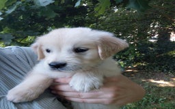 Golden Retriever dogs for sale: Picasso - Image 20