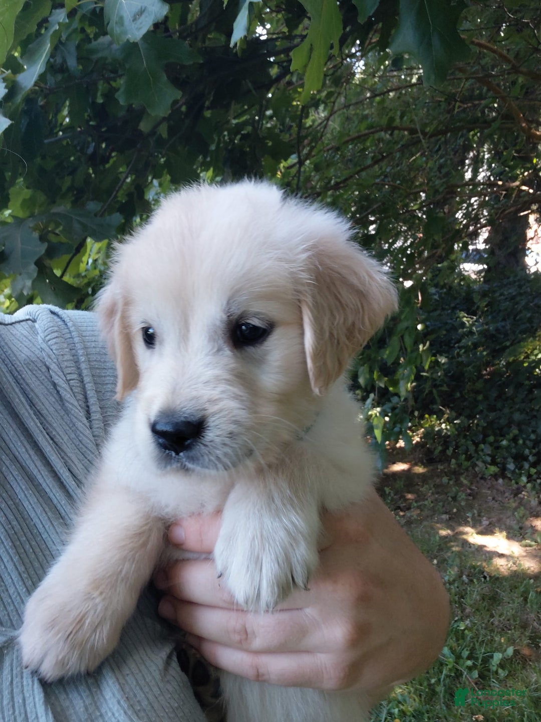 Golden Retriever dogs for sale: Picasso - Image 20