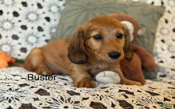 Miniature Dachshund dogs for sale: Buster - Image 17