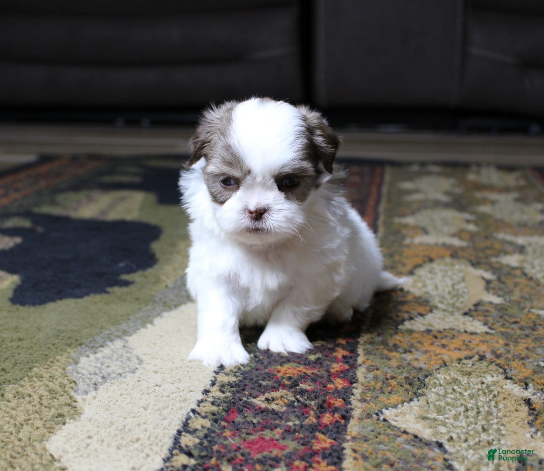 Shih Tzu dogs for sale: Gizmo - Image 4