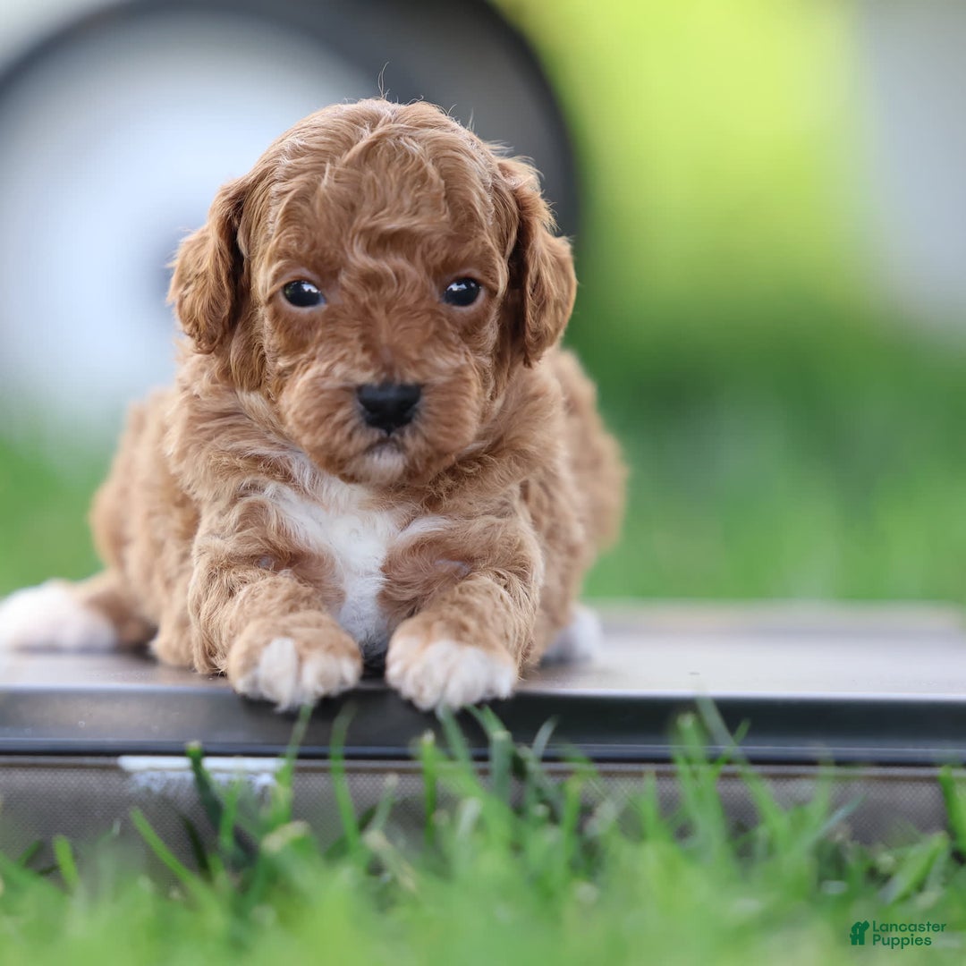 Toy Poodle dogs for sale: Misty - Image 1