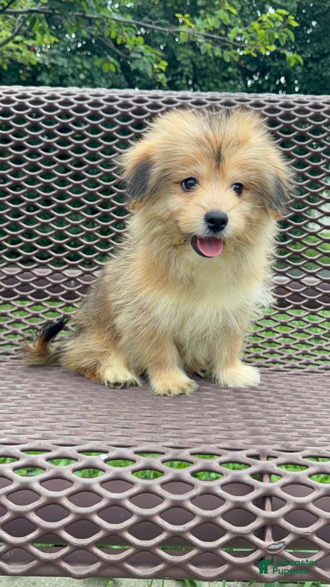 Yorkshire Terrier dogs for sale: Cooper - Image 3